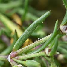 Attēlu rezultāti vaicājumam “Spergularia marina”