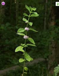Attēlu rezultāti vaicājumam “Mentha x verticillata”