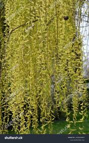 Attēlu rezultāti vaicājumam “Salix alba var. vitellina”