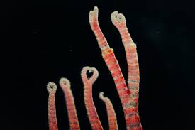 Attēlu rezultāti vaicājumam “Rhodophyta”