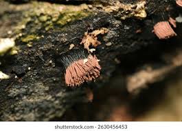 Attēlu rezultāti vaicājumam “Stemonitis axifera”