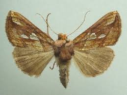 Attēlu rezultāti vaicājumam “Plusia festucae”