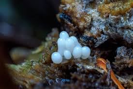 Attēlu rezultāti vaicājumam “Heterotrichia obvelata (syn. Arcyria obvelata) young”