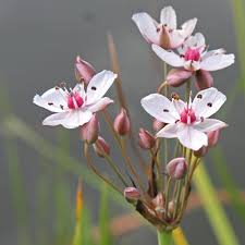 Attēlu rezultāti vaicājumam “Butomus umbellatus”