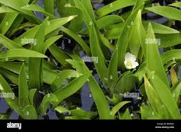 Attēlu rezultāti vaicājumam “Stratiotes aloides flower”