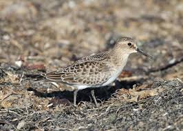 Image result for Calidris bairdii