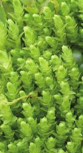 Attēlu rezultāti vaicājumam “Pohlia wahlenbergii var. calcarea”