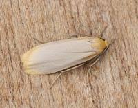 Attēlu rezultāti vaicājumam “Eilema depressa”