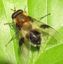 Attēlu rezultāti vaicājumam “Leucozona lucorum”