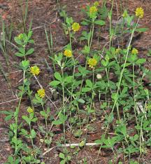 Attēlu rezultāti vaicājumam “Trifolium aureum”