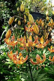 Attēlu rezultāti vaicājumam “Lilium martagon flower”