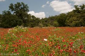 Image result for Gaillardia amblyodon