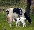 http://buffalobisonss.com/wp-content/uploads/2012/01/Cow-Calf.jpg