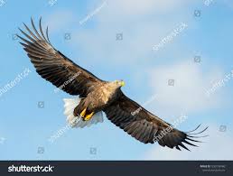 Attēlu rezultāti vaicājumam “Haliaeetus albicilla adult”