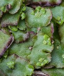 Attēlu rezultāti vaicājumam “Preissia quadrata”