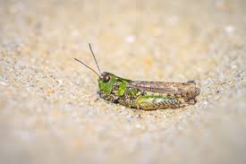 Attēlu rezultāti vaicājumam “Myrmeleotettix maculatus”