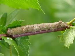 Attēlu rezultāti vaicājumam “Allophyes oxyacanthae”