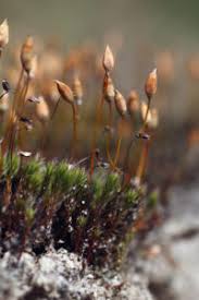 Attēlu rezultāti vaicājumam “Cribraria aurantiaca spores”
