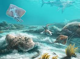 Image result for Amblyraja radiata