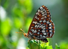 Attēlu rezultāti vaicājumam “Clossiana euphrosyne upperside”