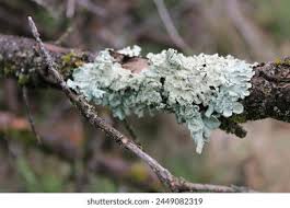 Attēlu rezultāti vaicājumam “Lobaria amplissima”