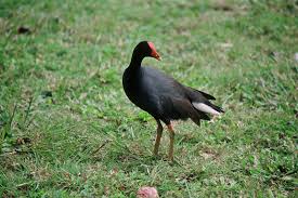 Attēlu rezultāti vaicājumam “Gallinula chloropus”