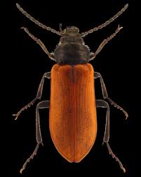 Attēlu rezultāti vaicājumam “Alleculidae”