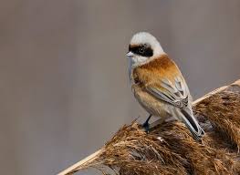 Attēlu rezultāti vaicājumam “Remiz pendulinus adult”