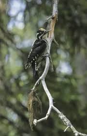Attēlu rezultāti vaicājumam “Picoides tridactylus adult”