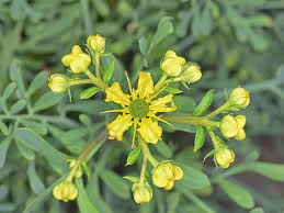 Image result for Ruta graveolens