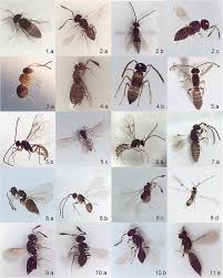 Attēlu rezultāti vaicājumam “Hymenoptera”