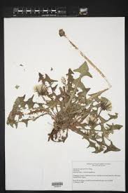 Attēlu rezultāti vaicājumam “Taraxacum officinale aggr. leaf”