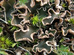 Attēlu rezultāti vaicājumam “Peltigera malacea”