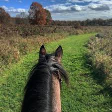 Image result for Greenways Riding Stable Lower Eashing