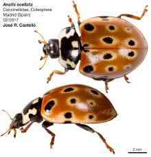 Attēlu rezultāti vaicājumam “Anatis ocellata”