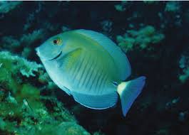 Image result for Acanthurus chirurgus