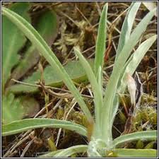 Attēlu rezultāti vaicājumam “Gnaphalium sylvaticum bud”