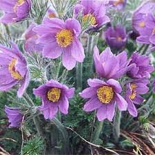 Attēlu rezultāti vaicājumam “Pulsatilla vulgaris flower”