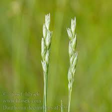 Attēlu rezultāti vaicājumam “Danthonia decumbens”