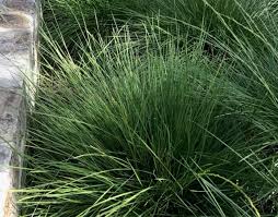 Attēlu rezultāti vaicājumam “Festuca altissima leaf”