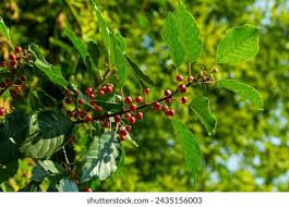 Attēlu rezultāti vaicājumam “Frangula alnus fruit”