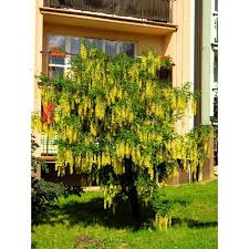 Image result for Laburnum anagyroides