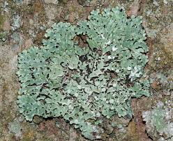 Attēlu rezultāti vaicājumam “Menegazzia terebrata”