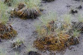 Attēlu rezultāti vaicājumam “Sphagnum compactum”