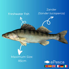 Image result for Sander canadensis/vitreus