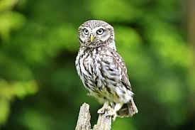 Attēlu rezultāti vaicājumam “Glaucidium passerinum adult”