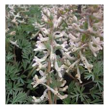 Attēlu rezultāti vaicājumam “Corydalis”