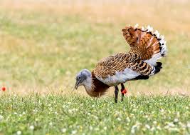 Image result for Otis tarda