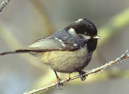 Attēlu rezultāti vaicājumam “Periparus ater adult”