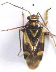 Attēlu rezultāti vaicājumam “Orthops campestris”